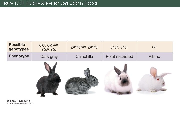 Figure 12. 10 Multiple Alleles for Coat Color in Rabbits 