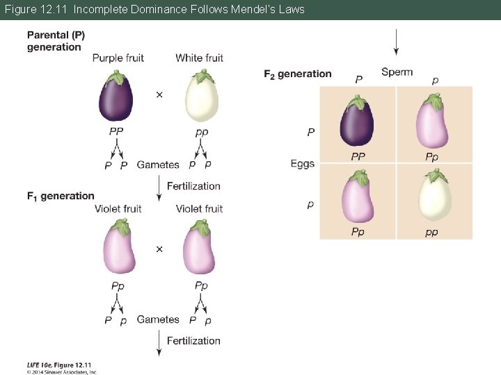 Figure 12. 11 Incomplete Dominance Follows Mendel’s Laws 