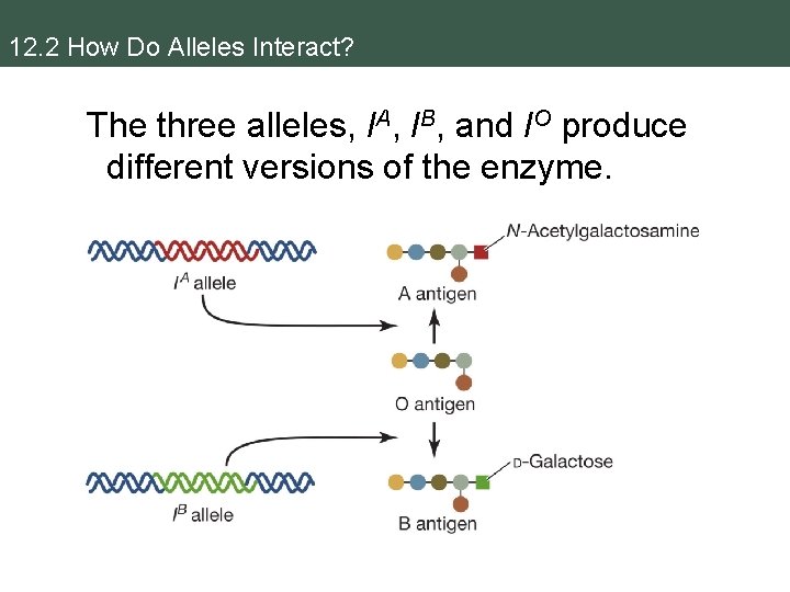 12. 2 How Do Alleles Interact? The three alleles, IA, IB, and IO produce