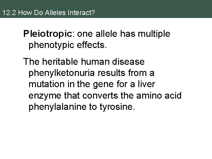 12. 2 How Do Alleles Interact? Pleiotropic: one allele has multiple phenotypic effects. The