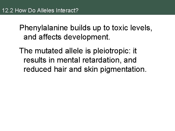 12. 2 How Do Alleles Interact? Phenylalanine builds up to toxic levels, and affects 12. 2 How Do Alleles Interact? Phenylalanine builds up to toxic levels, and affects
