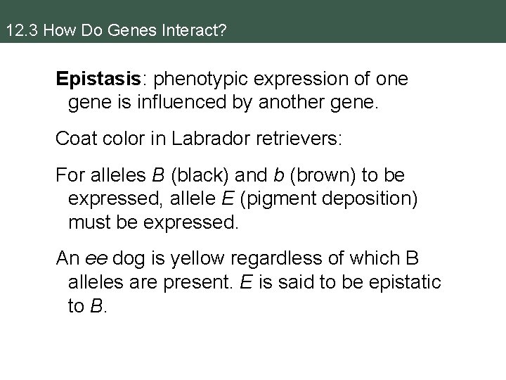 12. 3 How Do Genes Interact? Epistasis: phenotypic expression of one gene is influenced