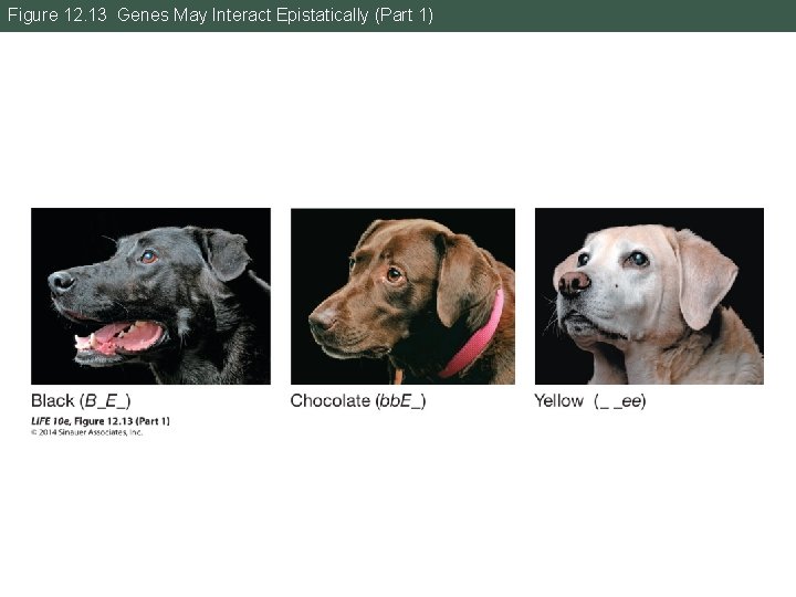 Figure 12. 13 Genes May Interact Epistatically (Part 1) 