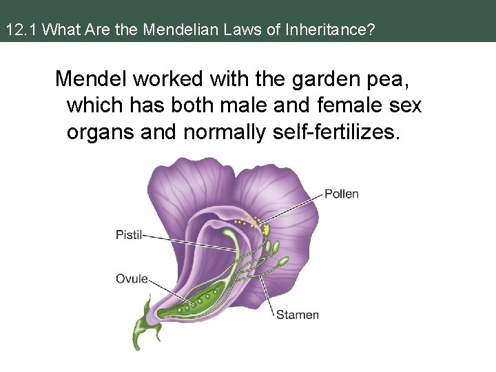 12. 1 What Are the Mendelian Laws of Inheritance? Mendel worked with the garden 12. 1 What Are the Mendelian Laws of Inheritance? Mendel worked with the garden