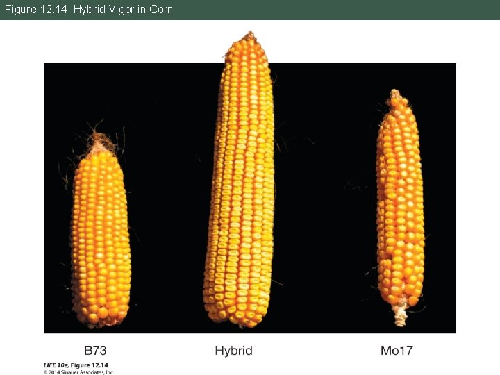 Figure 12. 14 Hybrid Vigor in Corn 