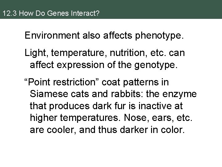 12. 3 How Do Genes Interact? Environment also affects phenotype. Light, temperature, nutrition, etc.