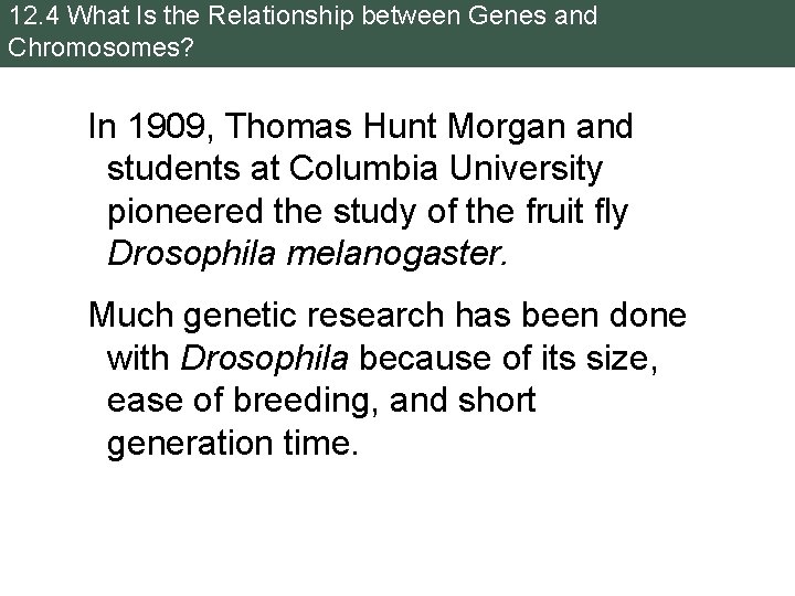 12. 4 What Is the Relationship between Genes and Chromosomes? In 1909, Thomas Hunt