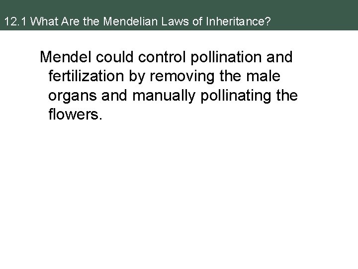 12. 1 What Are the Mendelian Laws of Inheritance? Mendel could control pollination and