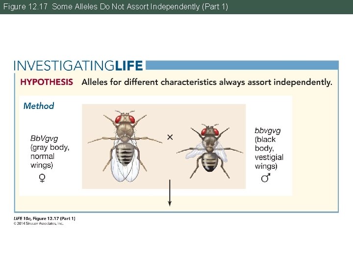 Figure 12. 17 Some Alleles Do Not Assort Independently (Part 1) 