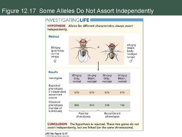 Figure 12. 17 Some Alleles Do Not Assort Independently 