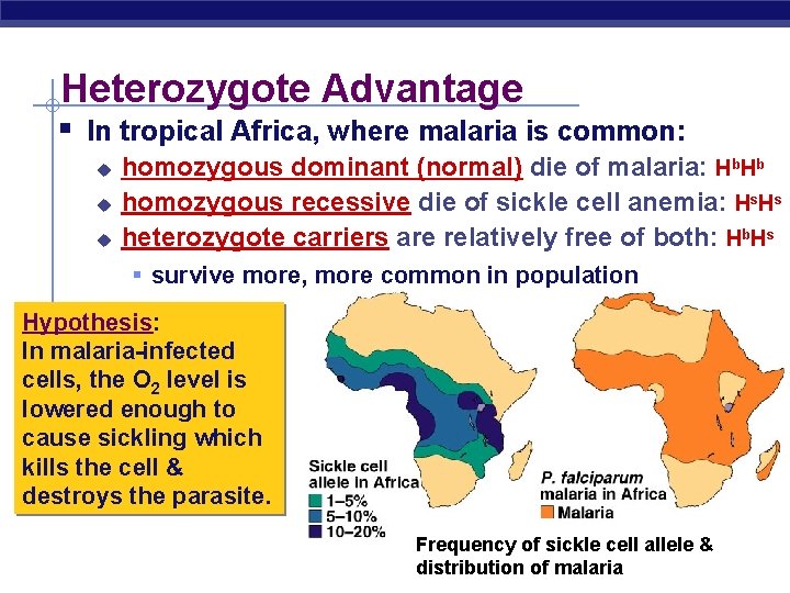 Heterozygote Advantage § In tropical Africa, where malaria is common: u u u homozygous