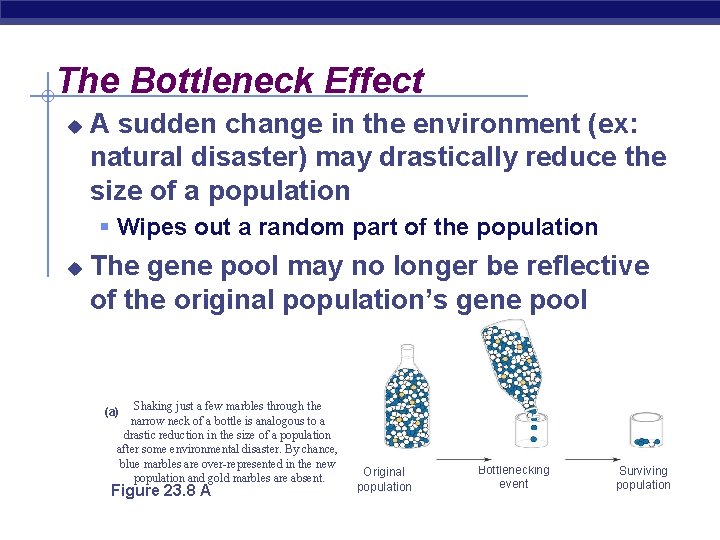 The Bottleneck Effect u A sudden change in the environment (ex: natural disaster) may