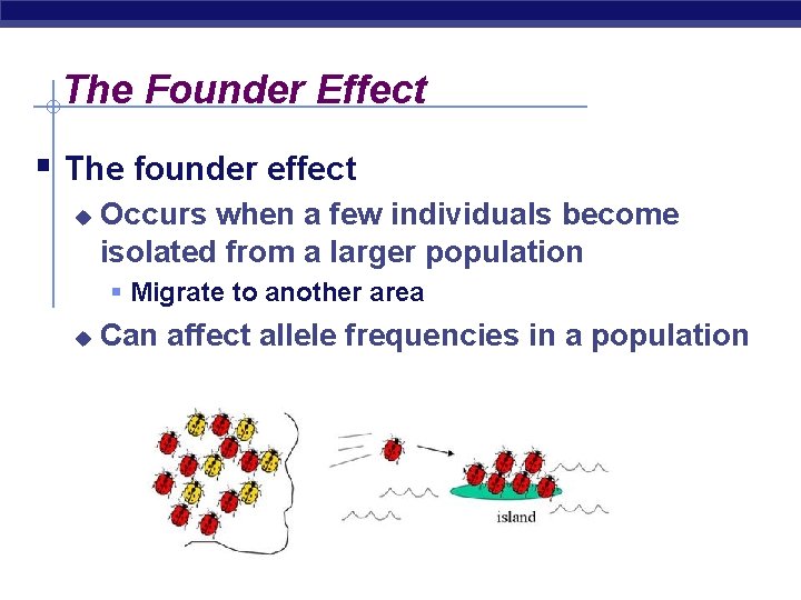 The Founder Effect § The founder effect u Occurs when a few individuals become