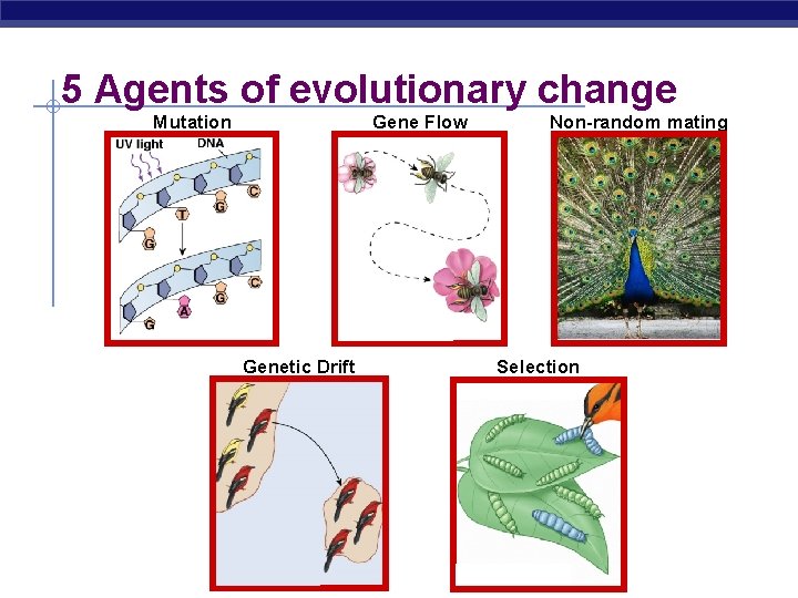 5 Agents of evolutionary change Mutation Gene Flow Genetic Drift Non-random mating Selection 