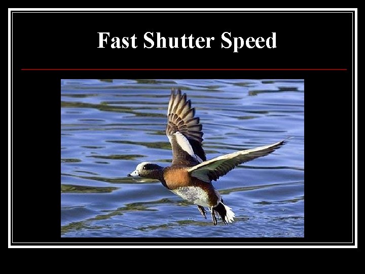 Fast Shutter Speed 