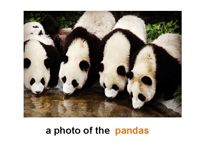 a photo of the pandas 