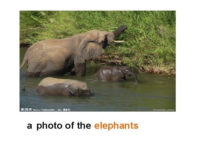 a photo of the elephants 