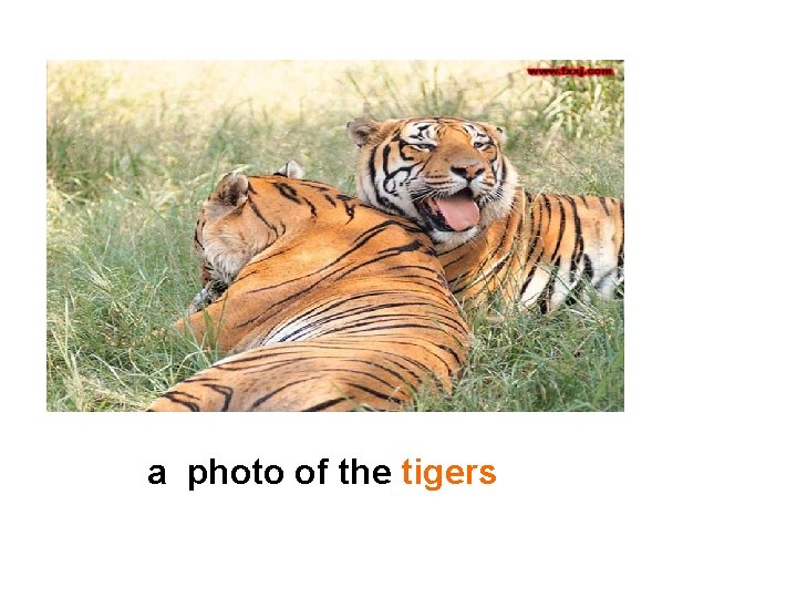 a photo of the tigers 