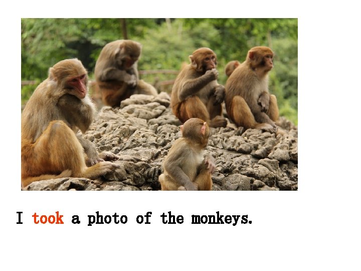 I took a photo of the monkeys. 