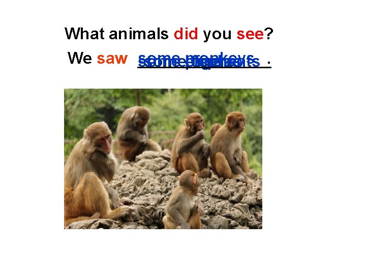 What animals did you see? We saw somemonkeys pandas elephants tigers 