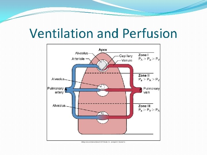 Ventilation and Perfusion 