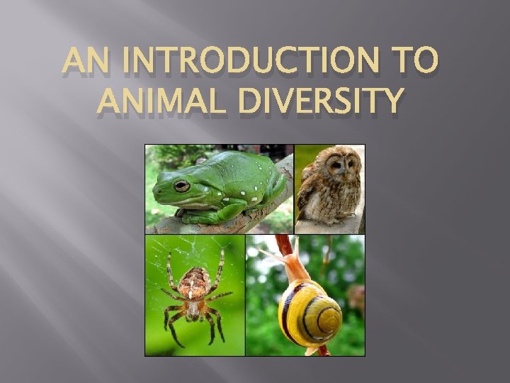 AN INTRODUCTION TO ANIMAL DIVERSITY 