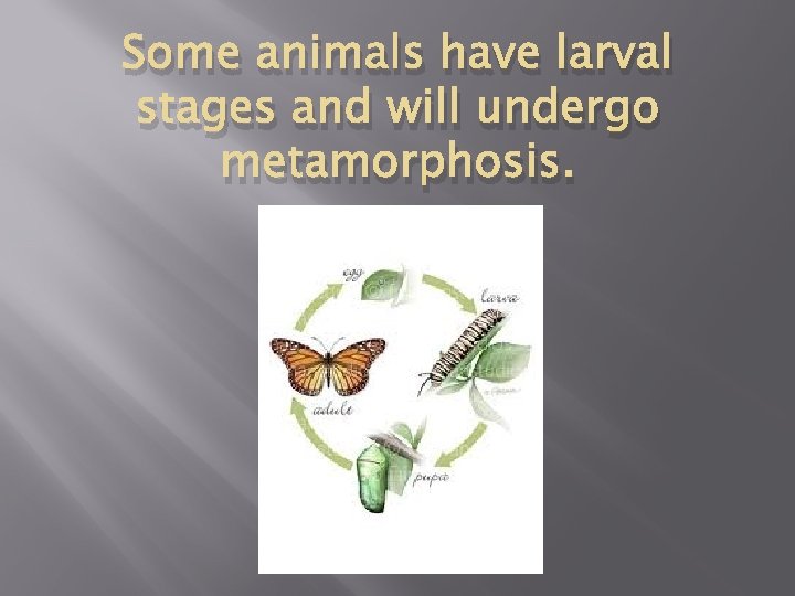 Some animals have larval stages and will undergo metamorphosis. 