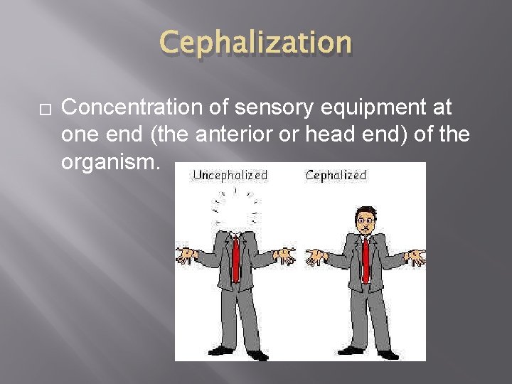 Cephalization � Concentration of sensory equipment at one end (the anterior or head end)