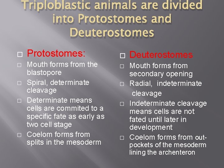 Triploblastic animals are divided into Protostomes and Deuterostomes � � � Protostomes: Mouth forms
