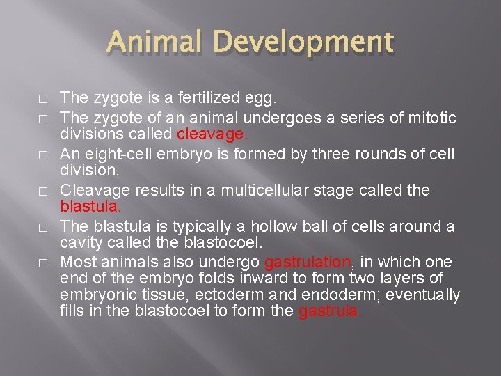 Animal Development � � � The zygote is a fertilized egg. The zygote of