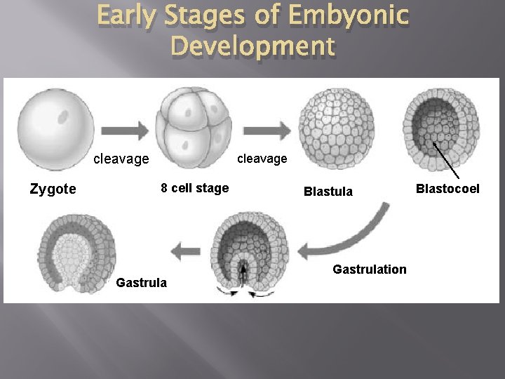 Early Stages of Embyonic Development cleavage Zygote cleavage 8 cell stage GGastrula Blastula Gastrulation