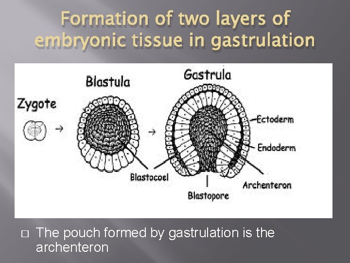 Formation of two layers of embryonic tissue in gastrulation � The pouch formed by