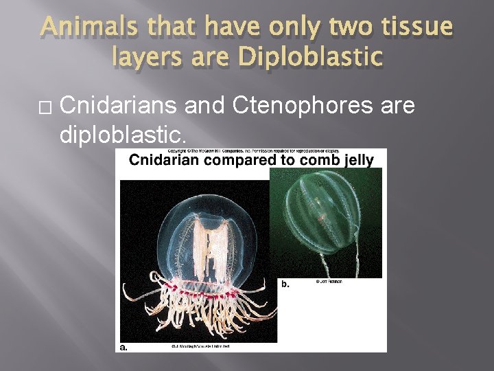 Animals that have only two tissue layers are Diploblastic � Cnidarians and Ctenophores are