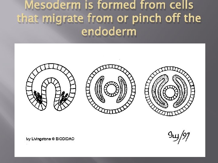 Mesoderm is formed from cells that migrate from or pinch off the endoderm 