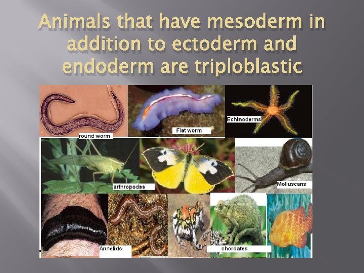 Animals that have mesoderm in addition to ectoderm and endoderm are triploblastic 