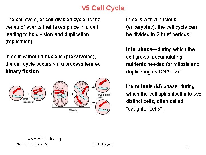 V 5 Cell Cycle The cell cycle, or cell-division cycle, is the series of