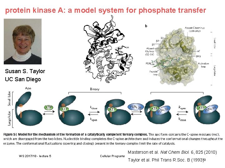 protein kinase A: a model system for phosphate transfer Susan S. Taylor UC San