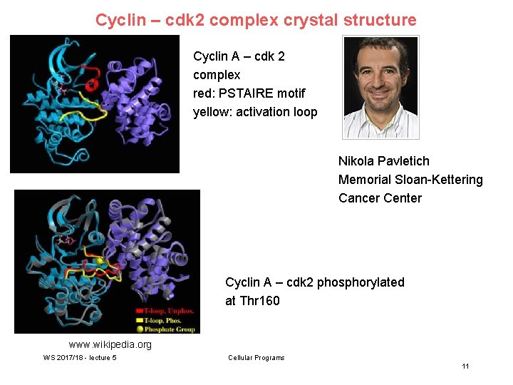 Cyclin – cdk 2 complex crystal structure Cyclin A – cdk 2 complex red: