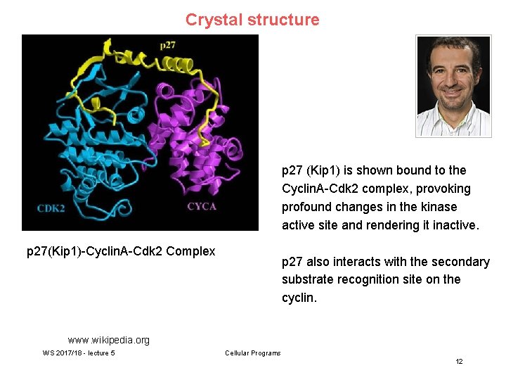 Crystal structure p 27 (Kip 1) is shown bound to the Cyclin. A-Cdk 2