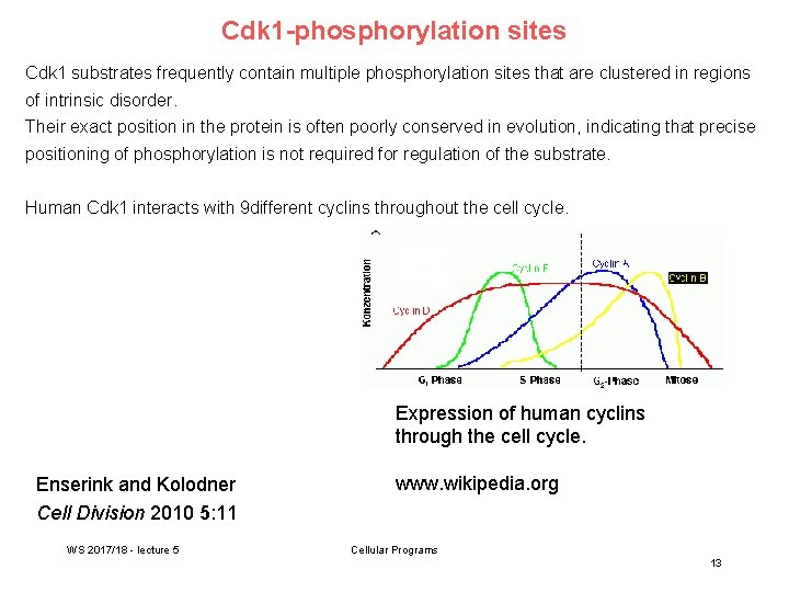Cdk 1 -phosphorylation sites Cdk 1 substrates frequently contain multiple phosphorylation sites that are