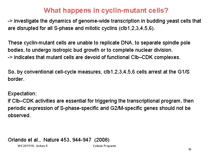 What happens in cyclin-mutant cells? -> investigate the dynamics of genome-wide transcription in budding