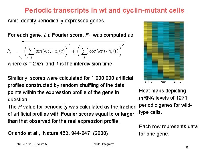 Periodic transcripts in wt and cyclin-mutant cells Aim: Identify periodically expressed genes. For each