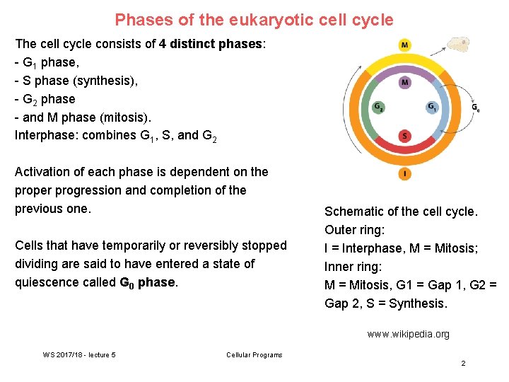 Phases of the eukaryotic cell cycle The cell cycle consists of 4 distinct phases:
