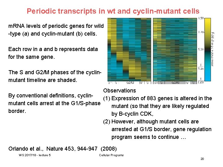 Periodic transcripts in wt and cyclin-mutant cells m. RNA levels of periodic genes for