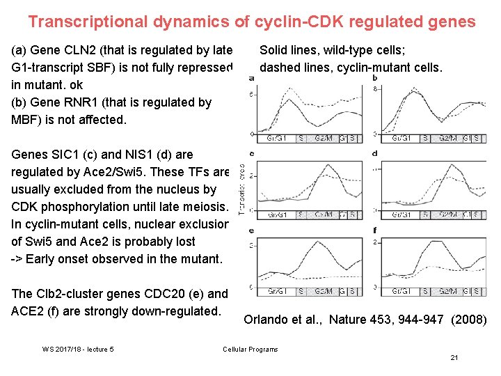 Transcriptional dynamics of cyclin-CDK regulated genes (a) Gene CLN 2 (that is regulated by