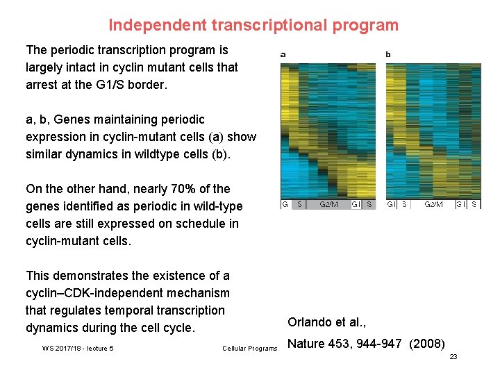 Independent transcriptional program The periodic transcription program is largely intact in cyclin mutant cells