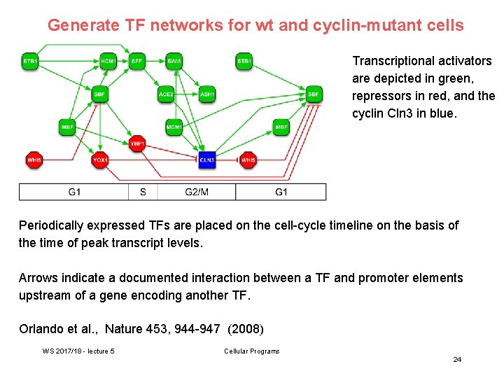 Generate TF networks for wt and cyclin-mutant cells Transcriptional activators are depicted in green,