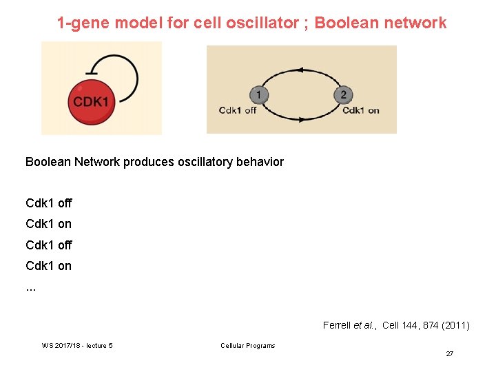 1 -gene model for cell oscillator ; Boolean network Boolean Network produces oscillatory behavior