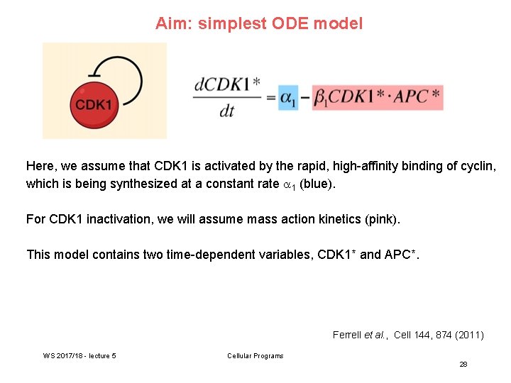 Aim: simplest ODE model Here, we assume that CDK 1 is activated by the