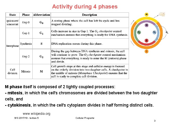 Activity during 4 phases M phase itself is composed of 2 tightly coupled processes: